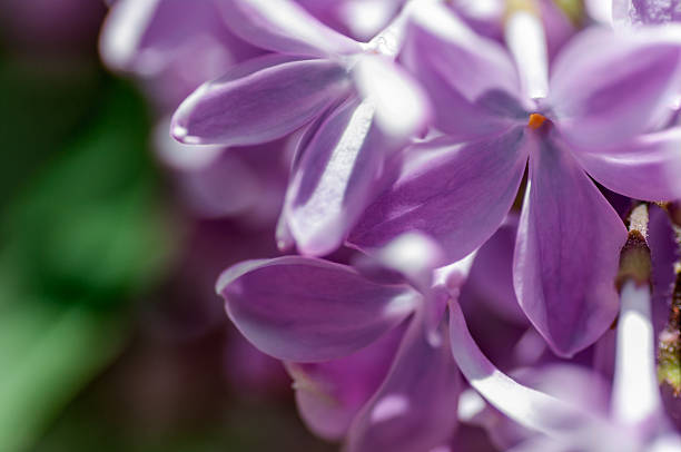istock flower of lilac on a green background 474672031
