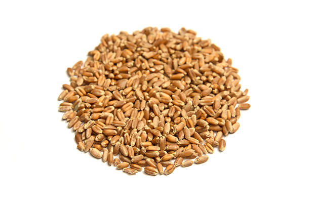 istock Cat Grass Seeds on Isolated White Background 474672161