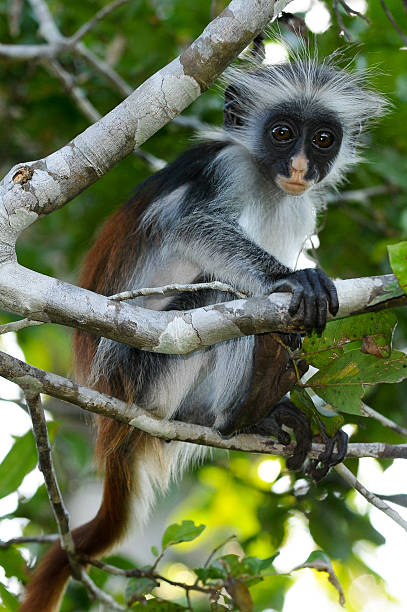 istock Young Zanzibar Red Colobus 474672315