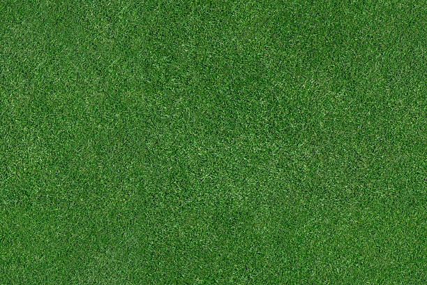 Grass Field An aerial view of a large patch of some freshly cut, healthy, green grass. grass family stock pictures, royalty-free photos & images