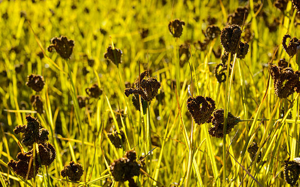 noir millet field - millet terrace photos et images de collection