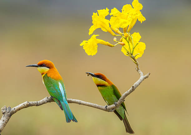 istock Couple of Chestnut-headed Bee-eater 474674345