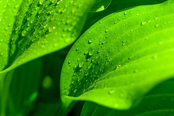 istock background of the water drops on a green leaf 474674385