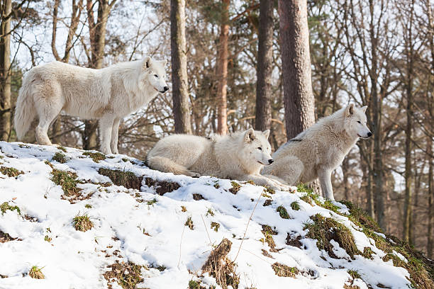 arctic wolf pack on a hill in winter stock photo