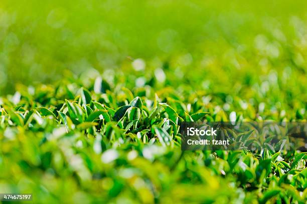 Ripe Tea Leaves Stock Photo - Download Image Now - Agricultural Field, Agriculture, Asia