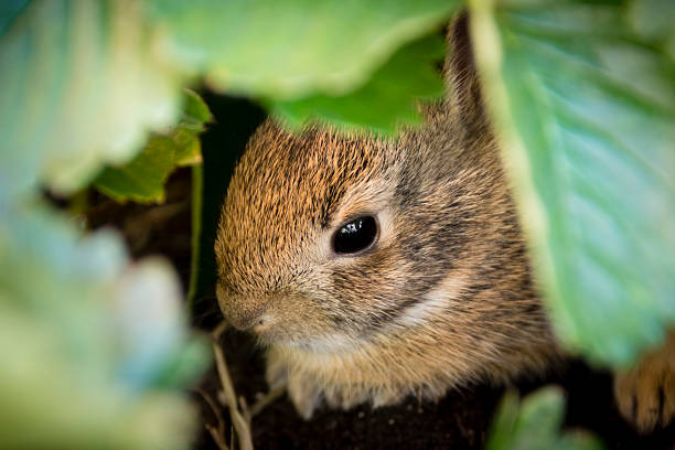Young cotton tail rabbit outdoors on a farm