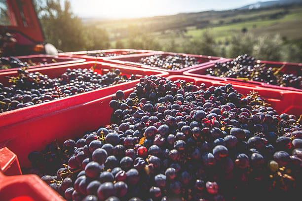 ブドウの収穫を持ち上げる - winemaking ストックフォトと画像