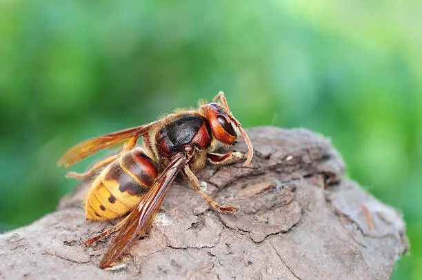 European giant hornet close up