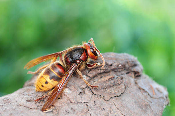 vespa crabro, vespa gigante europeia - close up touching animal antenna imagens e fotografias de stock