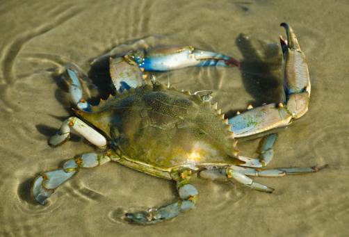 Blue Crab in the Gulf of Mexico.