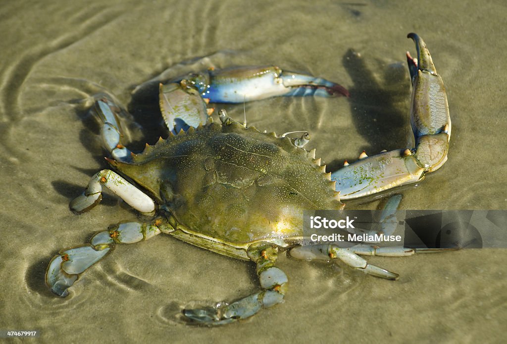 Blue Crab Blue Crab in the Gulf of Mexico. Blue Crab Stock Photo