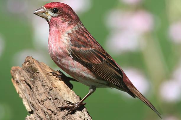 Male Purple Finch (Carpodacus purpureus) perched with flowers in the background