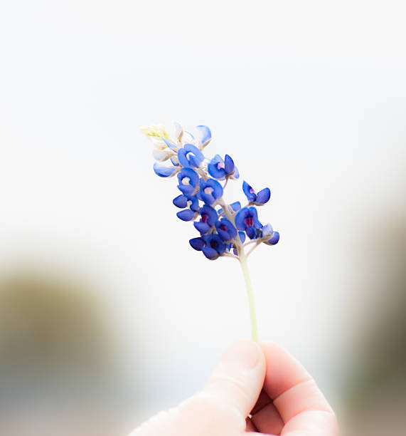 manual de flores de tremoço-azul - lupine single flower flower blue imagens e fotografias de stock