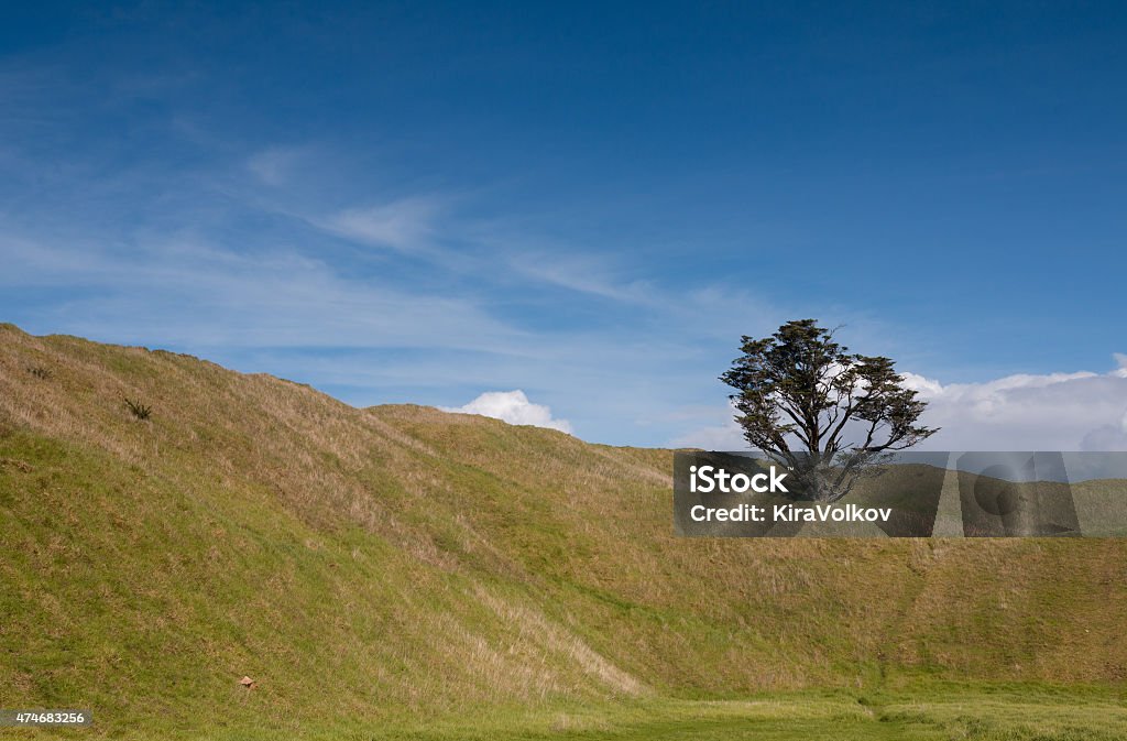 Tree growing on a volcanic peak, mt.Wellington, Auckland Mount Wellington is volcanic peak situated 12 kilometres, or a short 15 minute drive, from downtown Auckland. Standing at 135 metres, Mount Wellington is the youngest of Auckland's volcanic peaks having last erupted just over 10,000 years ago. 2015 Stock Photo