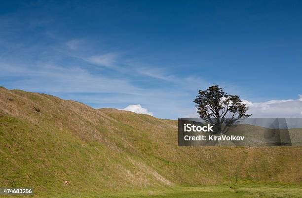 Tree Growing On A Volcanic Peak Mtwellington Auckland Stock Photo - Download Image Now