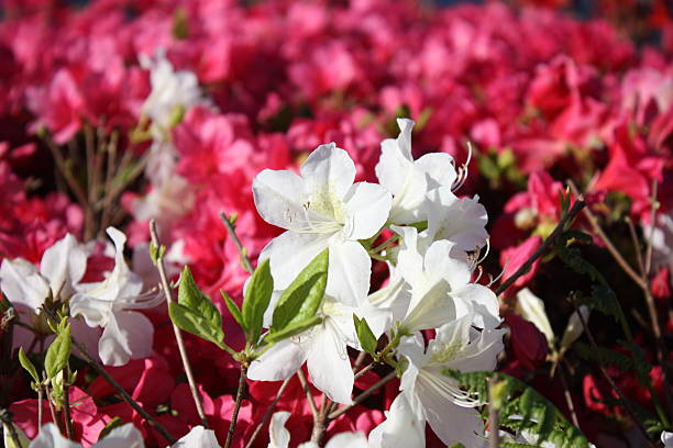 japanische azalea "schneesturm" white nahaufnahme hintergrund rosa japanische azaleen - azalea magenta flower red stock-fotos und bilder