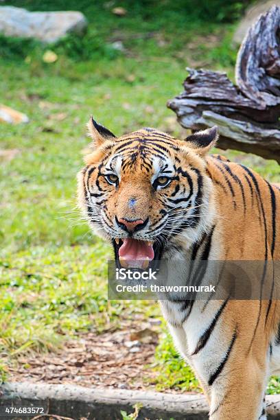 Tiger Stock Photo - Download Image Now - Leopard, Roaring, 2015