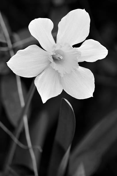 istock Closeup of Daffodil, vertical in black and white 474683608