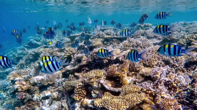 School of Sergeant major on coral reef on Maldives