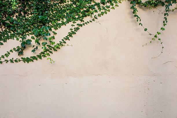 istock Fresh spring green leaf plant over grunge wall background. 474687164
