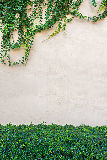 istock Fresh spring green leaf plant over grunge wall background. 474687166