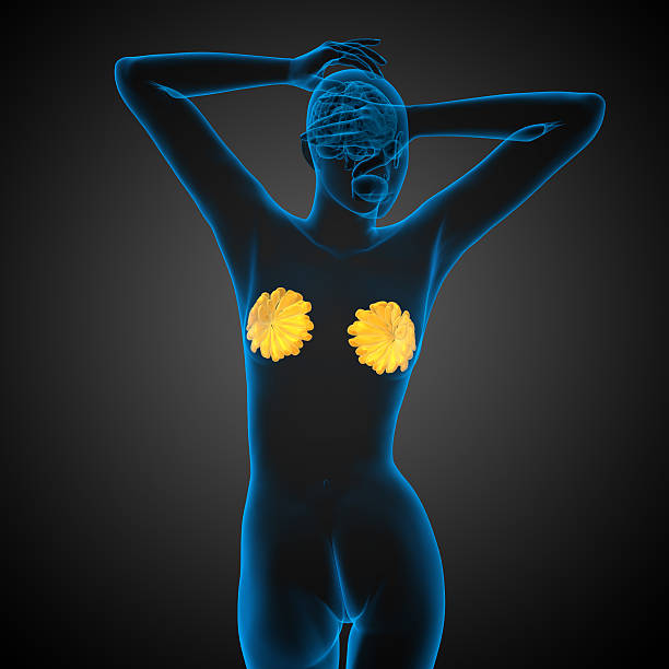 3d render medical illustration of the human breast 3d render medical illustration of the human breast - back view Adrenal Fatigue stock pictures, royalty-free photos & images