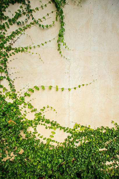 istock Fresh spring green leaf plant over grunge wall background. 474687948