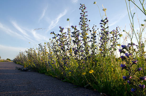 istock Low angle image of flowers along roadside 474687986