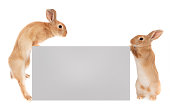 Rabbits holding a banner