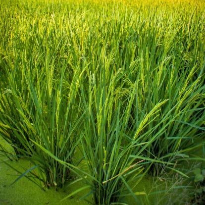 Field of fennel (Foeniculum vulgare) plants growing on a California central coast farm.