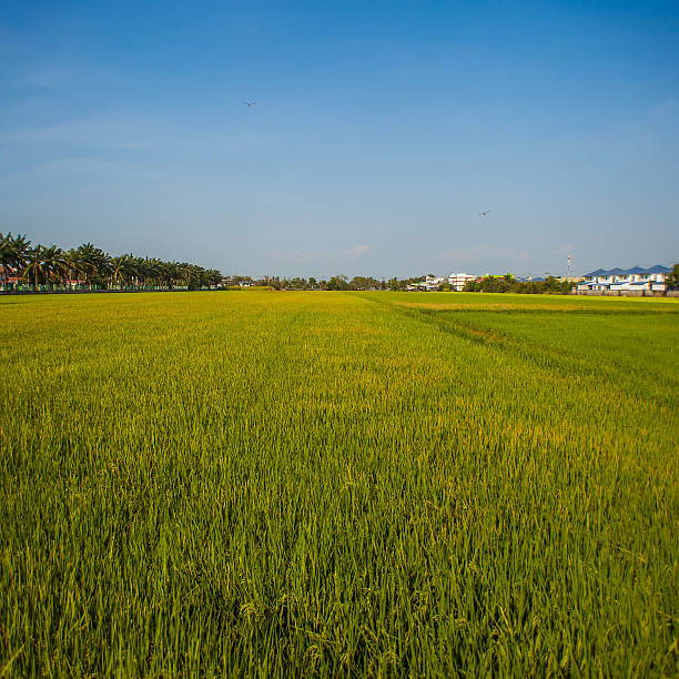 Rice seedlings field in THAILAND