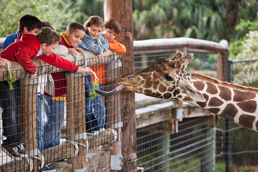 Multi-ethnic group of children (7 to 11 years) at zoo.  Focus on giraffe and boy in foreground feeding giraffe.