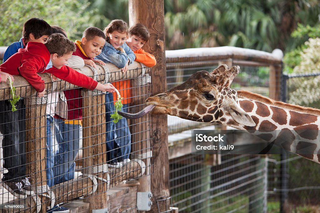Children at zoo feeding giraffe Multi-ethnic group of children (7 to 11 years) at zoo.  Focus on giraffe and boy in foreground feeding giraffe. Zoo Stock Photo