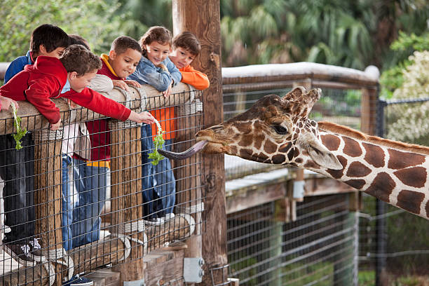 Children at zoo feeding giraffe Multi-ethnic group of children (7 to 11 years) at zoo.  Focus on giraffe and boy in foreground feeding giraffe. giraffe photos stock pictures, royalty-free photos & images