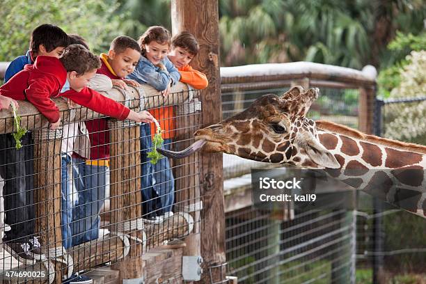 Children At Zoo Feeding Giraffe Stock Photo - Download Image Now - Zoo, Child, Field Trip