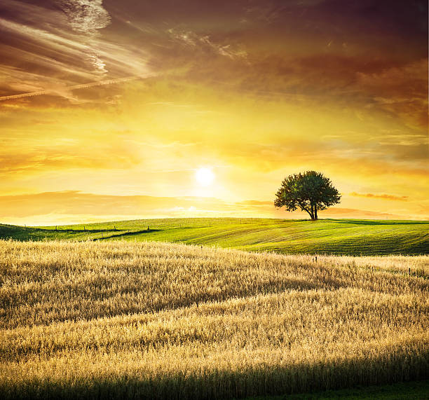 istock Golden Sunset over Idyllic Farmland Landscape - Lonely Tree 474690139