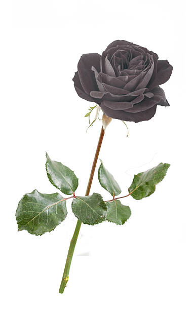 istock Black Rose of Turkey 474693269