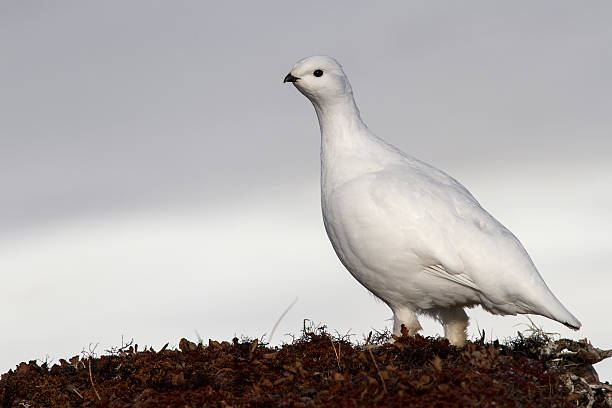 istock Female Rock ptarmigan in spring day 474693962