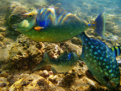 Reef Fishes Unicornfish, Gray Chub, Hawaiian Sergeant and Underwater landscape of Kauai, Hawaii, USA.