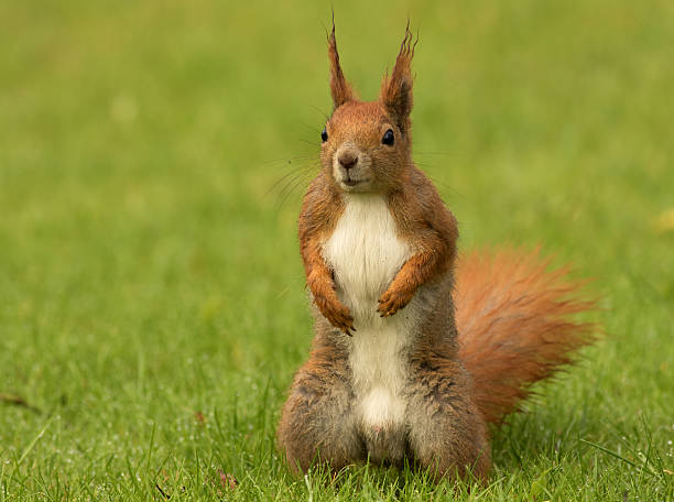 istock European squirrel sitanding on the grass (Sciurus) 474694764