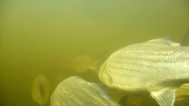Striped Bass Migration