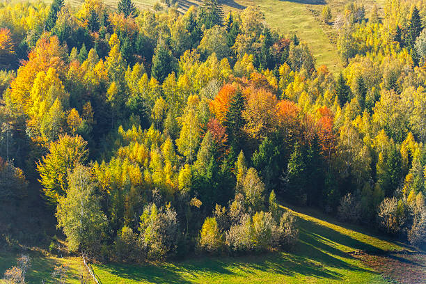 istock Beautiful autumn foliage in the mountains 474696085