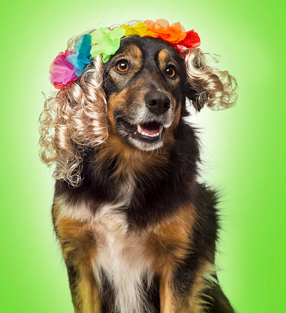 istock Border collie wearing a blond curly wig with flowers 474696569