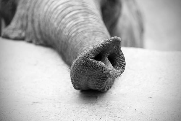 Closeup of asian elephant showing rough skin texture and soulful eyes, perfect for wildlife conservation themes, ethical elephant tourism, animal portraits, and emotional wildlife connection imagery