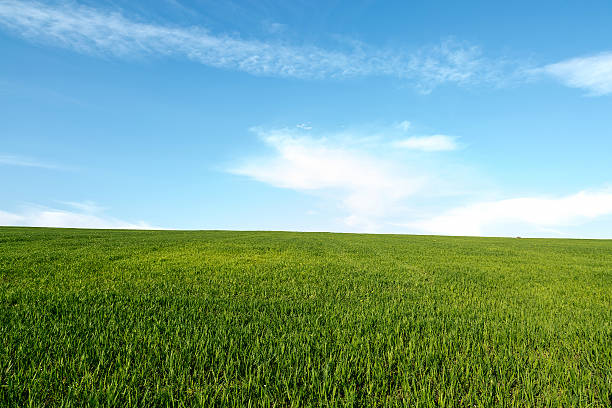 istock Field of green grass and sky 474699020