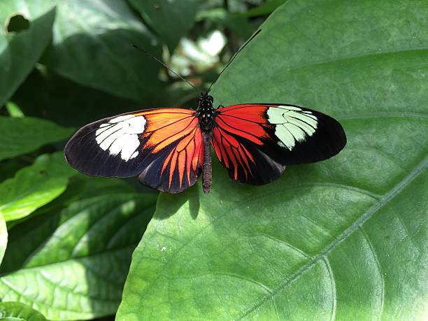 istock Orange Black and White Butterfly on Leaf 474699194