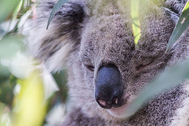 istock Close up of sleeping koala's face 474700270