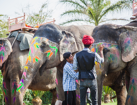 Two mahouts are busy drawing on an elephant in the traditional Indian colors and flower designs of the Rajasthan, in Jaipur India.
