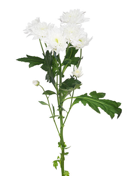 istock white chrysanthemum flowers on green stem 474701198