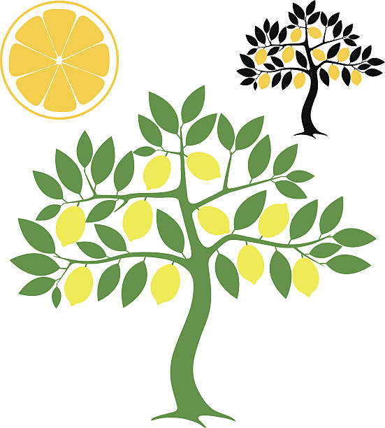 ilustrações, clipart, desenhos animados e ícones de árvore de limão - lemon fruit isolated citrus fruit